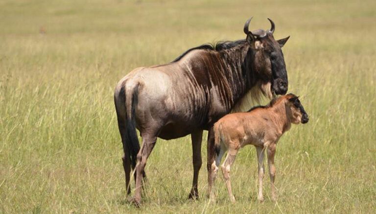 7 Days Wildebeest Migration Calving safari