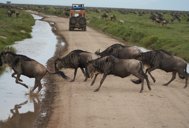 migration-serengeti-national-park.jpg